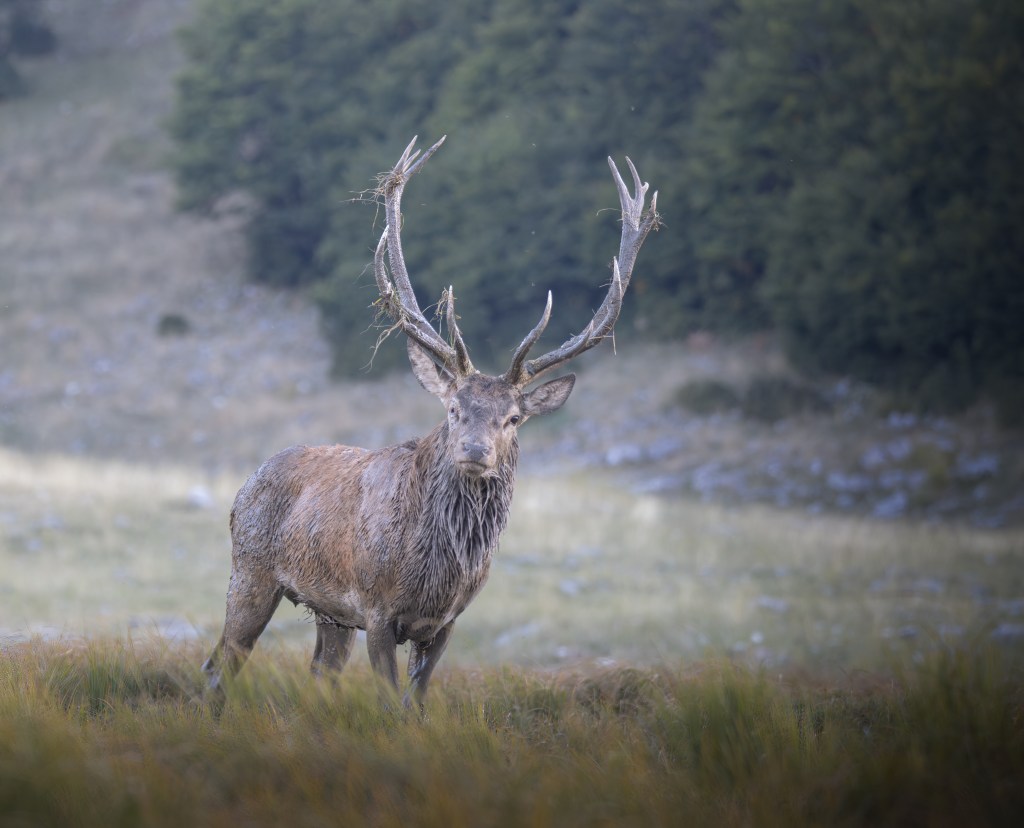 Parco Nazionale d’Abruzzo, Lazio e&nbsp;Molise
